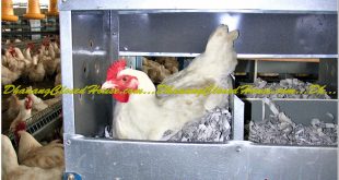 Lokasi Dalam Membangun Kandang Ayam