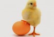 Berhasil Di Pemeliharaan Ayam Pedaging Dengan Strategi 4-4-3